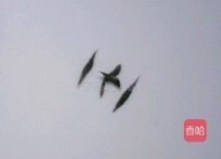 两只老虎馒头的做法图解26