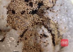 红糖麻燕的传统做法的做法图解2