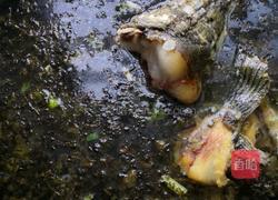 酸菜鱼的做法图解10