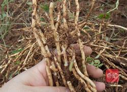 凉拌鱼腥草（折耳根）的做法图解3