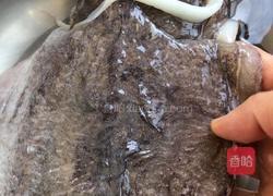 五香墨鱼的做法图解2