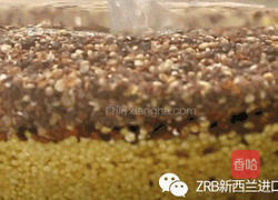 藜麦小米新西兰花胶粥的做法图解1