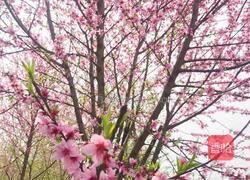 桃花鸡蛋羹的做法图解1