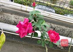 玫瑰香蛋的做法图解1