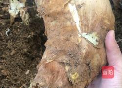 清煮春笋的做法图解1