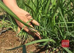 韭菜豆腐饺子的做法图解1