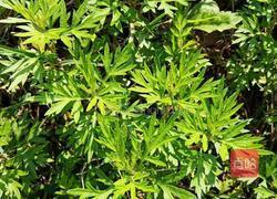 艾草粿的做法图解1