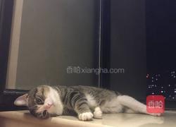 炖鲫鱼豆腐的做法图解3