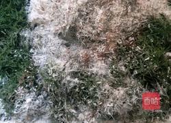 茴香饼的做法图解2