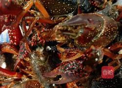 油焖大虾（小龙虾）的做法图解3