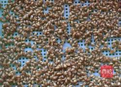 自制麦芽糖的做法图解1