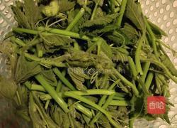 瘦肉炒南瓜苗的做法图解1