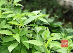 豆酱炒麻叶的做法图解1