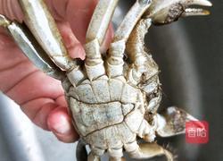 抱仔虾蒸六月黄的做法图解2