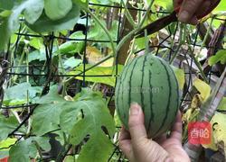 西瓜西米露的做法图解5