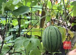 西瓜皮冰糖水的做法图解1