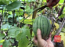 西瓜冰棒的做法图解1