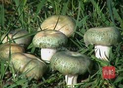 烩炒青头菌(家庭版)的做法图解1