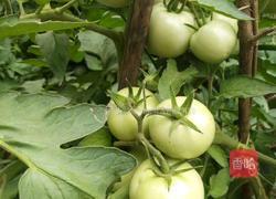 茄汁剪刀面的做法图解4