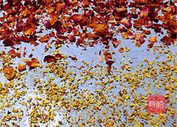 玫瑰桂花阿胶糕的做法图解6