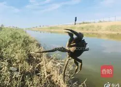 How to make steamed crabs Illustration 1