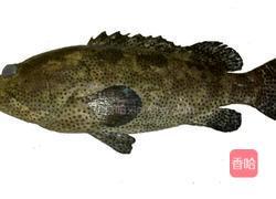 清蒸石斑鱼的做法图解1