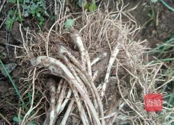 荞头鲜肉包的做法图解1