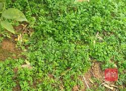 艾米果(江西特色美食)的做法图解1