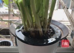 葱油拌面(精华版)的做法图解2