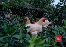 Illustration of how to make earth kiln chicken in farmers 1