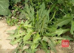 凉拌蒲公英的做法图解1