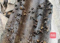 炒田螺的做法图解1