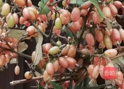 胡颓子（羊奶子）果酱的做法图解1