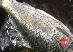 海带豆腐煲鲫鱼的做法图解3