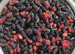 桑椹酒的做法图解1