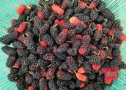 桑椹酒的做法图解2