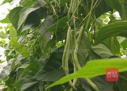 腊肉炒芸豆丝的做法图解1