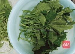 家常香炒南瓜叶的做法图解1