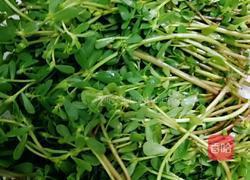 香嫩马齿笕菜饼的做法图解1