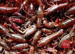 干锅小龙虾的做法图解1