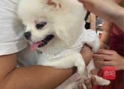 咖喱五花肉的做法图解3