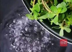 凉马齿笕的做法图解2