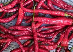 腌剁椒的做法图解1