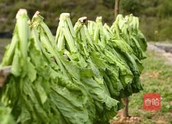 自制酸菜做酸菜鱼总共花费不到20块在家就能做的做法图解2