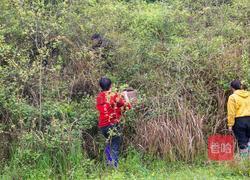 自制泡椒小笋酸辣开胃（内附老母水做法）的做法图解1