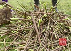 自制泡椒小笋酸辣开胃（内附老母水做法）的做法图解2