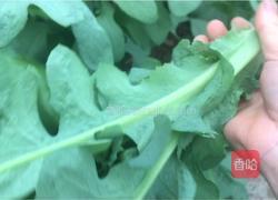 凉拌苦麻菜的做法图解1