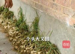 酸辣剁椒藠头 专治夏天没胃口的做法图解1