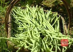 开胃老坛酸豆角 好吃的坛子菜 酸辣脆爽的做法图解1