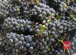 家庭酿造葡萄酒的做法图解2